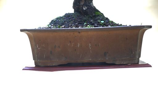 黒松（持ち込み古い） 黒松 中品盆栽 持ち込み古い