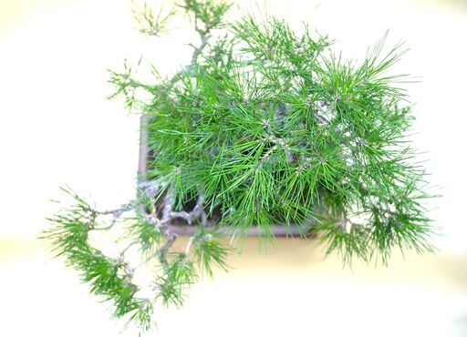 黒松 中品盆栽 持ち込み古い