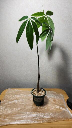 パキラ A 実生 苗 観葉植物 スリット鉢付き