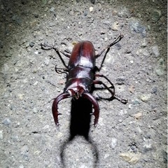 お話し中
ライトトラップ（昆虫採集）