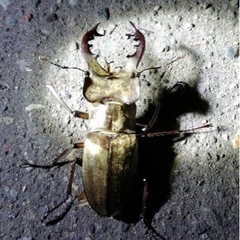 お話し中
ライトトラップ（昆虫採集）