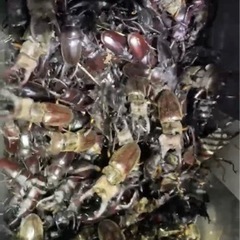 お話し中
ライトトラップ（昆虫採集）