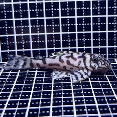 福岡県のキンペコの中古が安い！激安で譲ります・無料であげます  