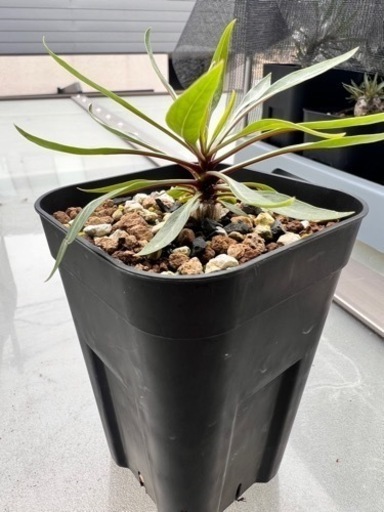 塊根植物
