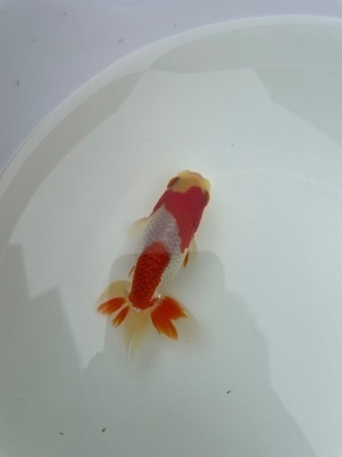 らんちゅう2歳