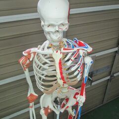 ◇中古品 人体模型 鍼灸整骨院で使用していました ◇