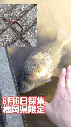福岡限定　ドバミミズ　300匹　ミミズ　生き餌　ウナギ釣り　爬虫類　両生類　魚類　魚釣り　販売