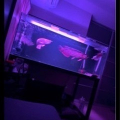 150×75×60 大型水槽 上部濾過