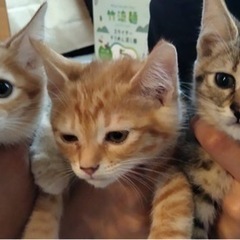 4月25日生まれ 子猫3匹 珍しい茶トラ♀