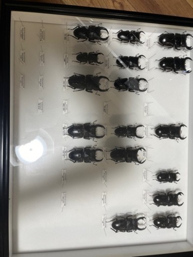 オオクワガタ(Dorcus)メインの標本箱アンタエウスや北朝鮮オオクワガタなど