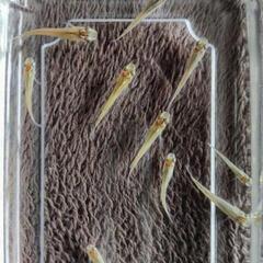 ミナミメダカの稚魚（針子）40匹
