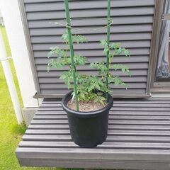 プチトマトの苗（鉢植え・少し成長済み）