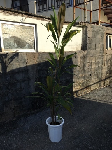 観葉植物　ドラセナ　①値下げ1300→1000