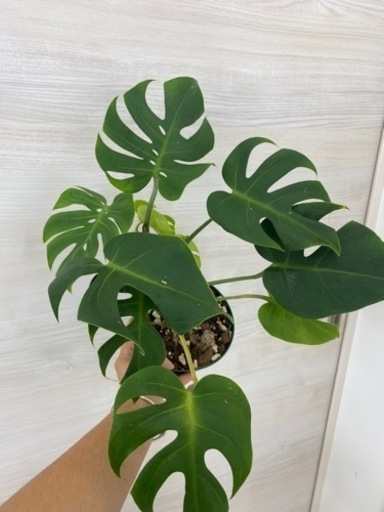 モンステラ デリシオーサ 'コンパクト'植物