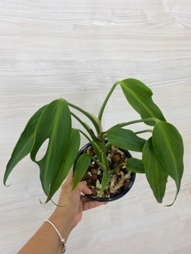 モンステラ バール マルクス フレイム植物