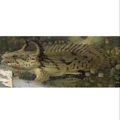 エンドリケリーウルトラショート