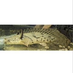 エンドリケリーウルトラショート