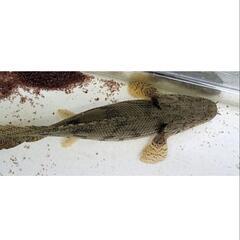 エンドリケリーウルトラショート