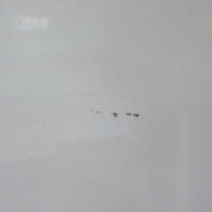 ・【恵庭】ハイアール 2023年製 5.5㎏ 全自動洗濯機 洗濯機 JW-U55A 中古品 paypay支払いOK! 