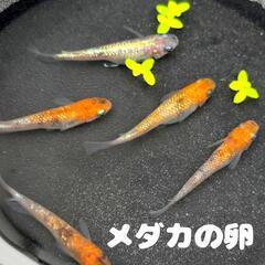 【決まりました】三色ラメ めだかの卵 30個＋保証分10個【水草...