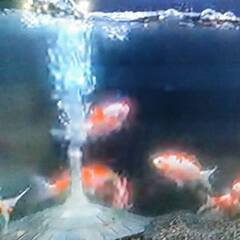 水槽 鑑賞 2万8千円 照明、ポンプ、ヒーター等一式