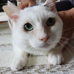 💚メロン色の目の白猫💚