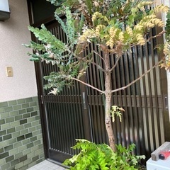 バンクシア•グランディス