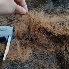 イノシシの毛皮買って下さい。