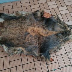 イノシシの毛皮買って下さい。