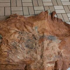 イノシシの毛皮買って下さい。 イノシシの毛皮買って下さい。