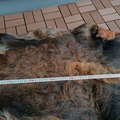 イノシシの毛皮買って下さい。