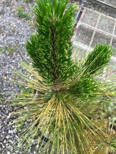 現品】斑入り黒松（黒松の斑入り葉品種）金孔雀黒松（キンクジャク