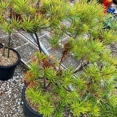 バンクシア•ヘアピン