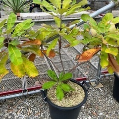 スワンプ•バンクシア