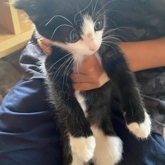 生後2ヶ月　黒猫