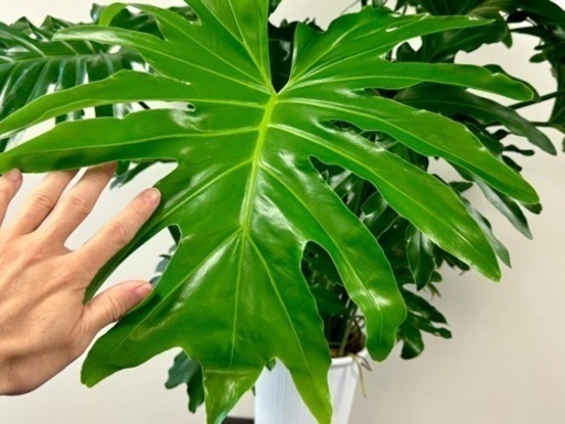 未だあります！観葉植物　植え替え済みフィンデンドロン　セローム巨大　元気 未だあります！観葉植物 植え替え済みフィンデンドロン セローム巨大 元気