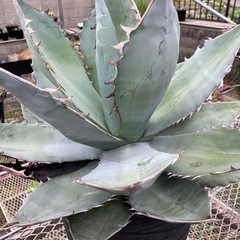 アガベ•チタノタ