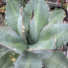 アガベ•チタノタ