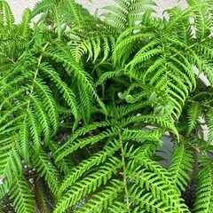 ディクソニア•アンタルティカ