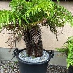 ディクソニア•アンタルティカ