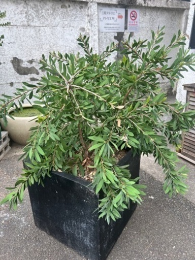 [植物売ります] カリステモン ホワイトアンザック