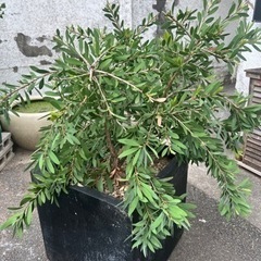 植物売ります] カリステモン ホワイトアンザック (やまもと) 鷺ノ宮の  