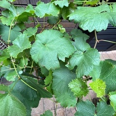 ぶどう　鉢植え　挿し木苗　果樹苗