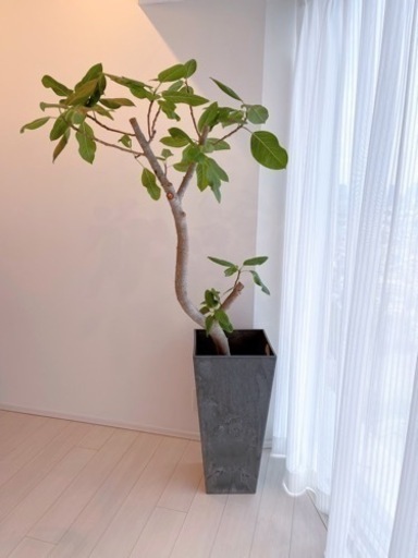 【観葉植物】フィカス ベンガレンシス
