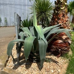 アガベ 
アメリカーナ