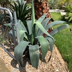 アガベ 
アメリカーナ