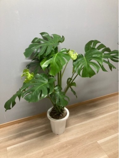 観葉植物✨モンステラ✨