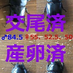 【ネット決済・配送可】交尾済・産卵済① オオクワガタ 能勢YG ...