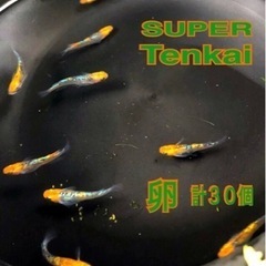 天界💐SUPER.Tenkai.HG有精卵【計３０個 】