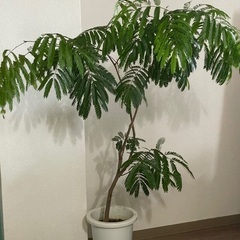 東京都のエバーフレッシュ その他の中古が安い！激安で譲ります・無料  